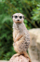 Erdmännchen suricata suricatta