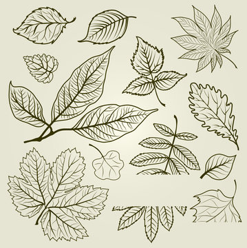Vector set of autumn leafs illustration