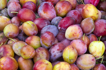 Mellow Plums