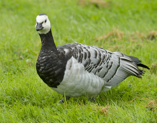 Barnacle goose