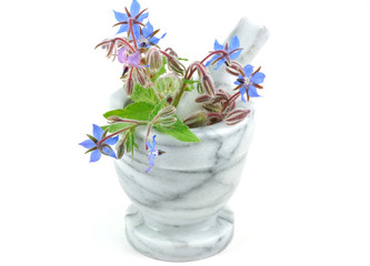 Starflower or Borage in Pestle and Mortar