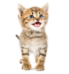 Funny kitten