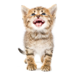 Funny kitten