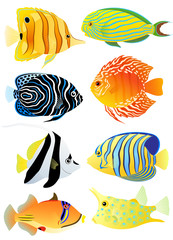 Fototapeta premium Collection of tropical fish