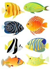 Selbstklebende Fototapeten Sammlung tropischer Fische © fireflamenco