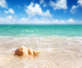 Fototapeta na wymiar seashell on the beach (shallow DOF)