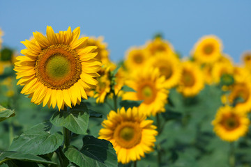 sunflower field