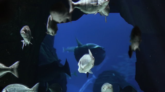 Fish in Rocks