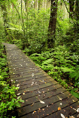 Obraz premium Tropical forest