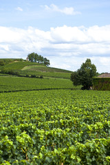 Fototapeta na wymiar Saint-Emilion, wino, winnica, winorośl Bordeaux winorośli, zielony