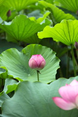 蓮華 (東京・上野不忍池)