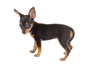 Russian toy terrier on a white background