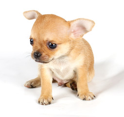 cute small chihuahua puppy sitting on white looking at camera is