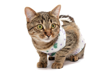 Fototapeta premium striped cat in the clothes