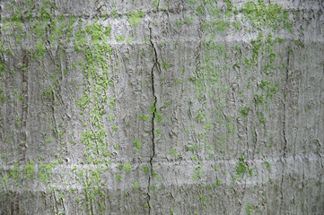 Coconut tree trunk texture background .