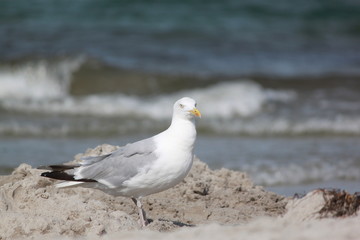 Fototapeta premium Möwe am Strand