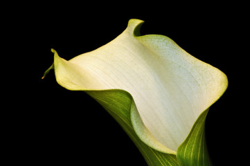 Beautiful calla lily flower on black