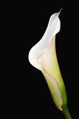 Beautiful calla lily flower on black