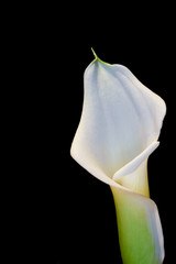 Beautiful calla lily flower on black