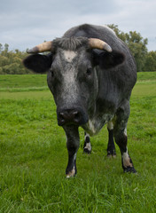 Portrait of a gray cow with horns