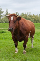 Naklejka na ściany i meble Portrait of a red cow with horns