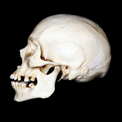 Human skull with black background