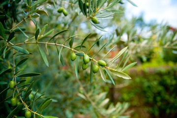 olives sur un olivier