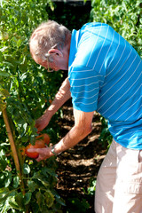 Fototapeta premium homme retraitée ramassant ses tomates