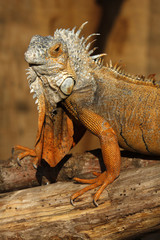 Grüner Leguan (braunes Exemplar)