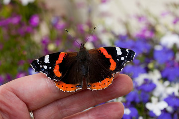 Red admiral butterfly resting on a hand