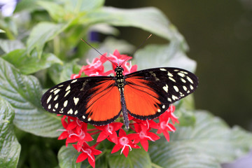 Passionsblumenfalter