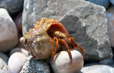 hermit crab