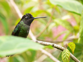 Fototapeta na wymiar Kolibri w Kostaryce