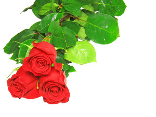 Beautiful three red roses .  Isolated.