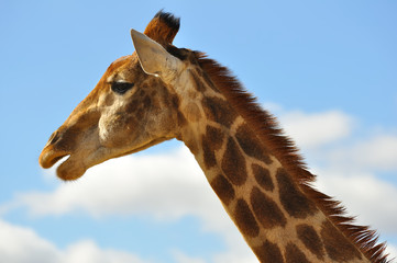 girafe sur ciel bleu 2