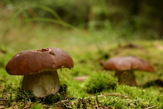 Boletus