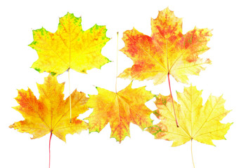 Fototapeta na wymiar Tło, tapeta-idealny jesienny liść.