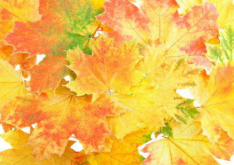 Naklejka na ściany i meble Tło, tapeta-idealny jesienny liść.
