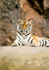 Tiger Panthera tigris altaica