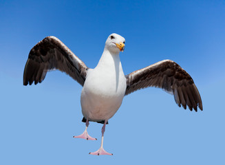 Wild angry seagull