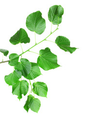 Obraz na płótnie Canvas linden green leaves isolated on white