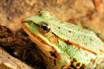 grüner frosch I
