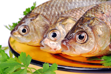 Freshwater fish, close-up