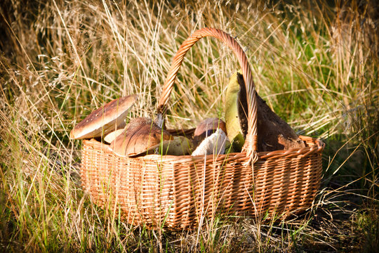 Basket with wild mushrooms in autumn