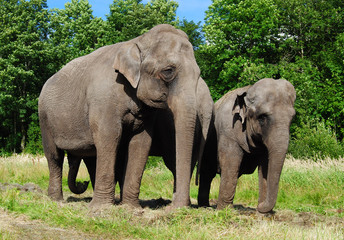 Fototapeta premium elephants