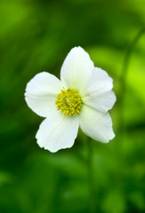 Helianthemum apenninum flower