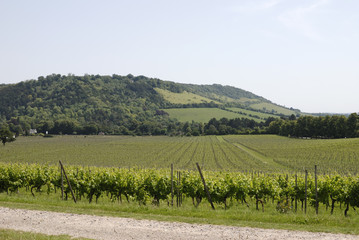 English vineyard in Surrey. England
