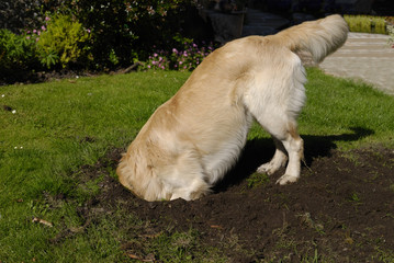 Golden Retriever dog digging hole
