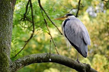 Ardea cinerea