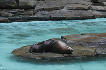 Fototapeta premium Seelöwenweibchen